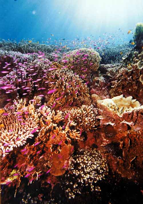 pescador island 