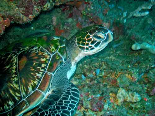 turtle moalboal diving